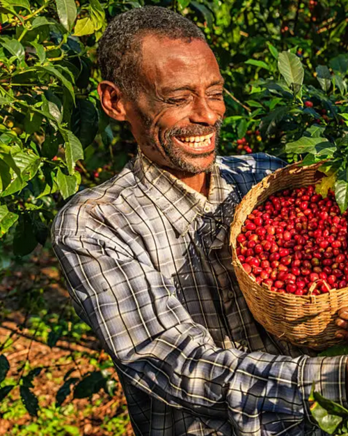 Ethiopia - Yirgachefe (Gedeo)